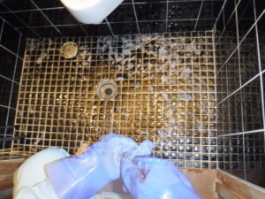 トイレ土間排水口から高圧洗浄清掃作業