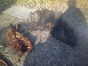 取り出した木の根の塊